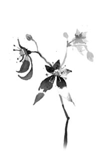 범의귀