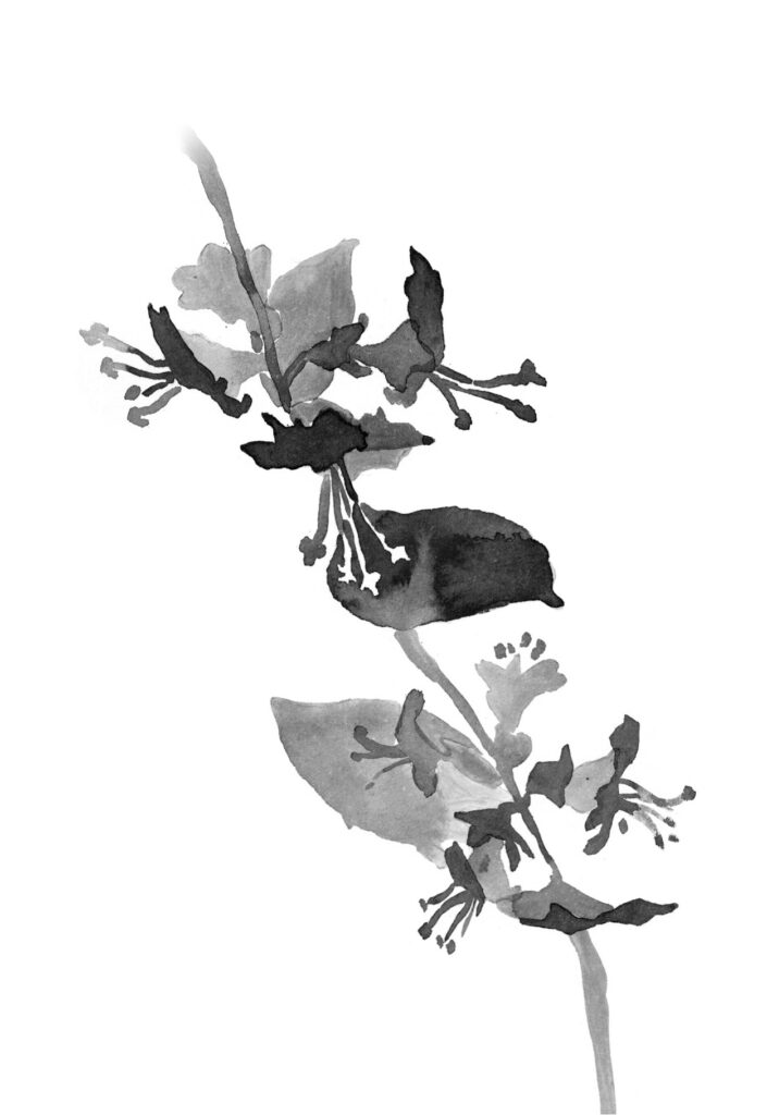멜리사 그림