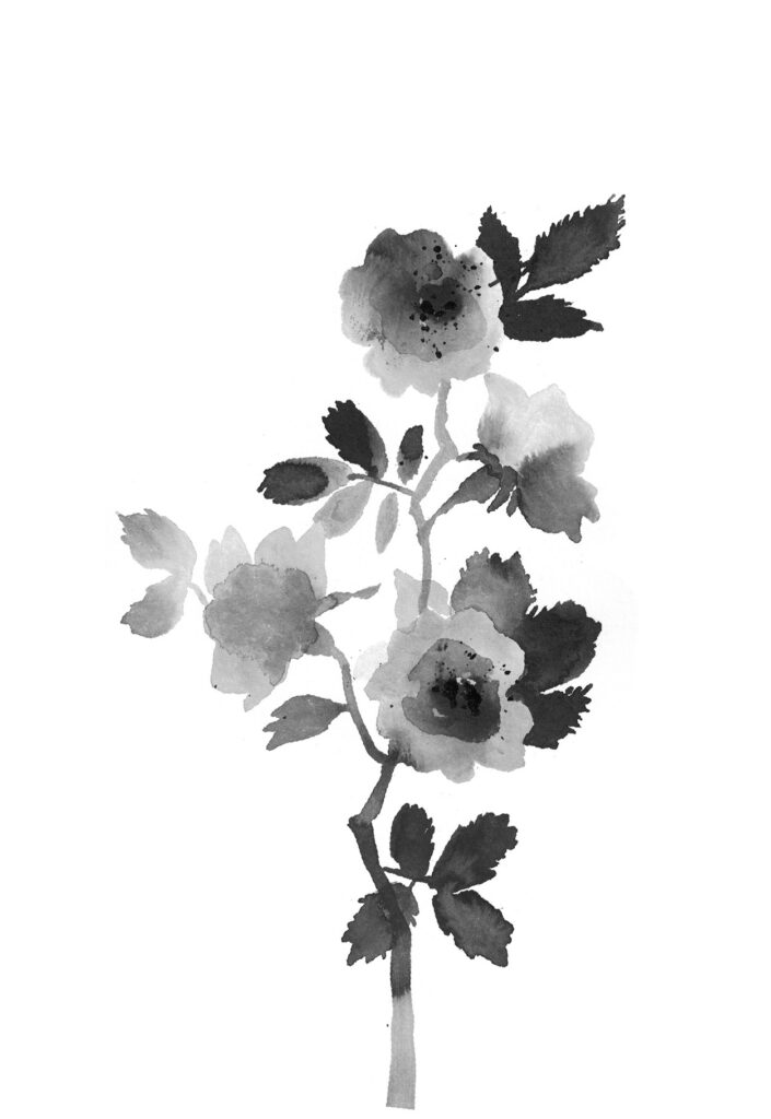 사향장미 그림