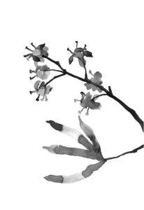 아스파라거스