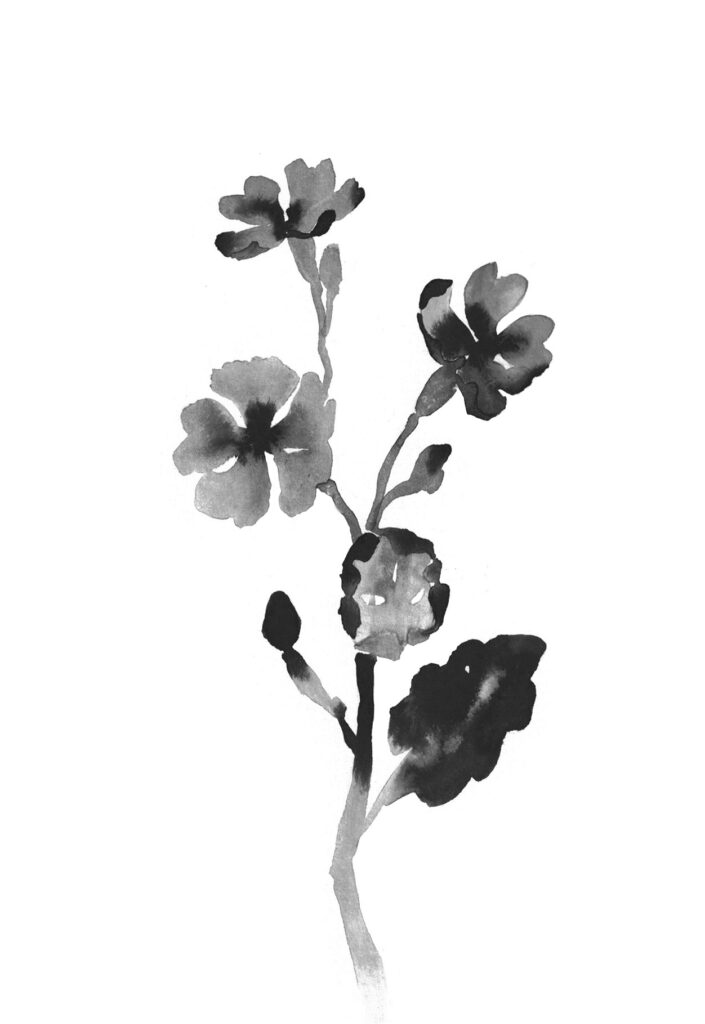 흰앵초 그림
