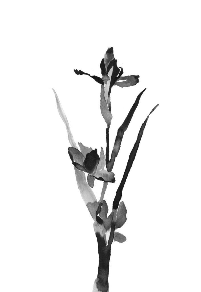 독일창포 그림