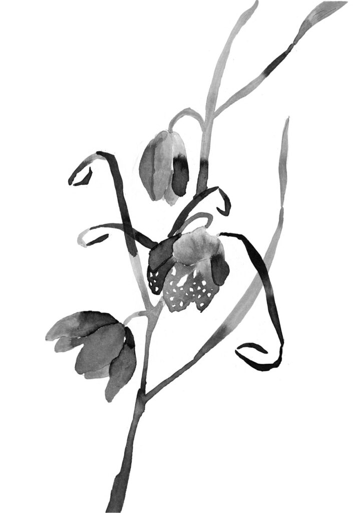 중국패모 그림