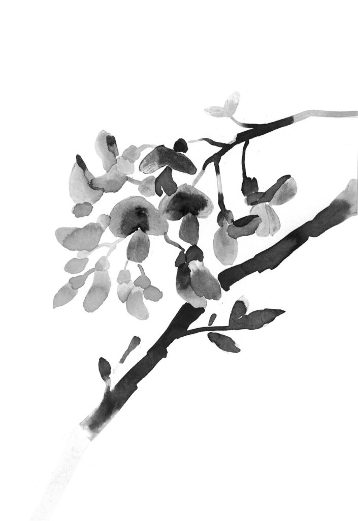 금사슬나무 그림