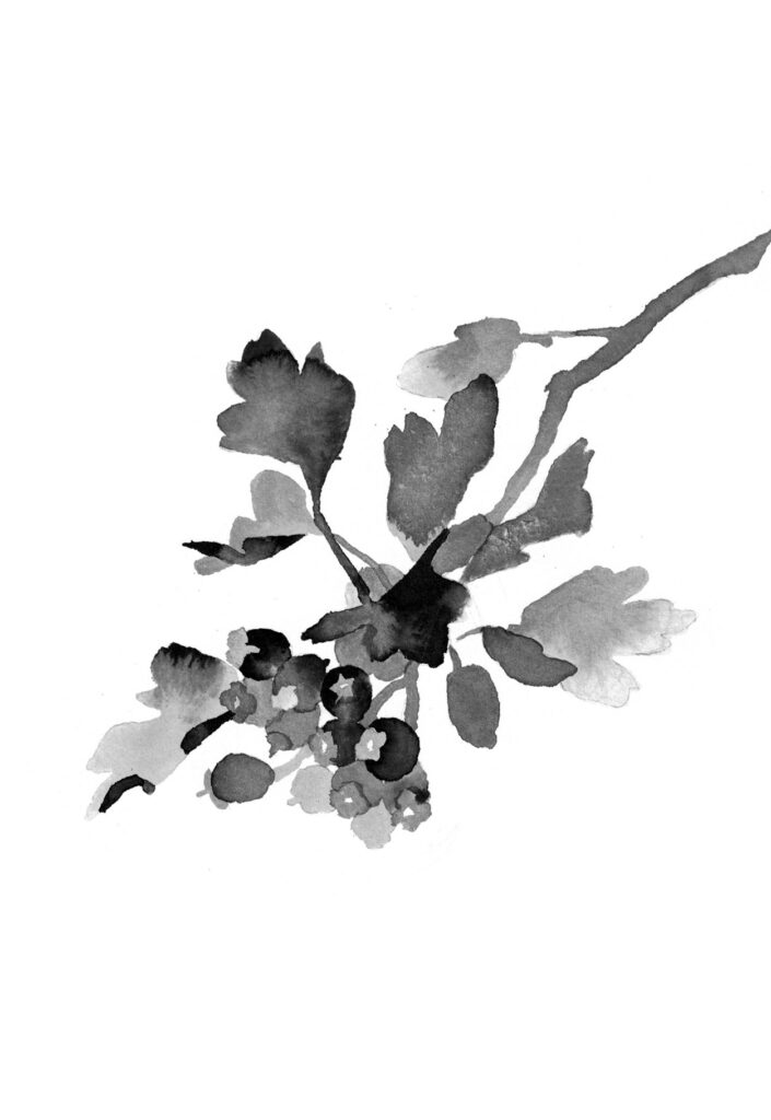 산사나무 그림