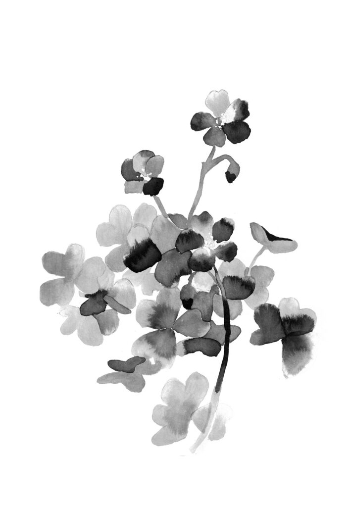 괭이밥 그림