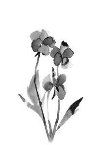 삼색제비꽃