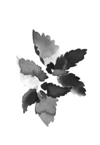박하