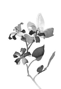 자스민