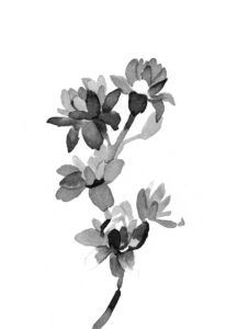 튜베로즈