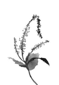 꼬리풀