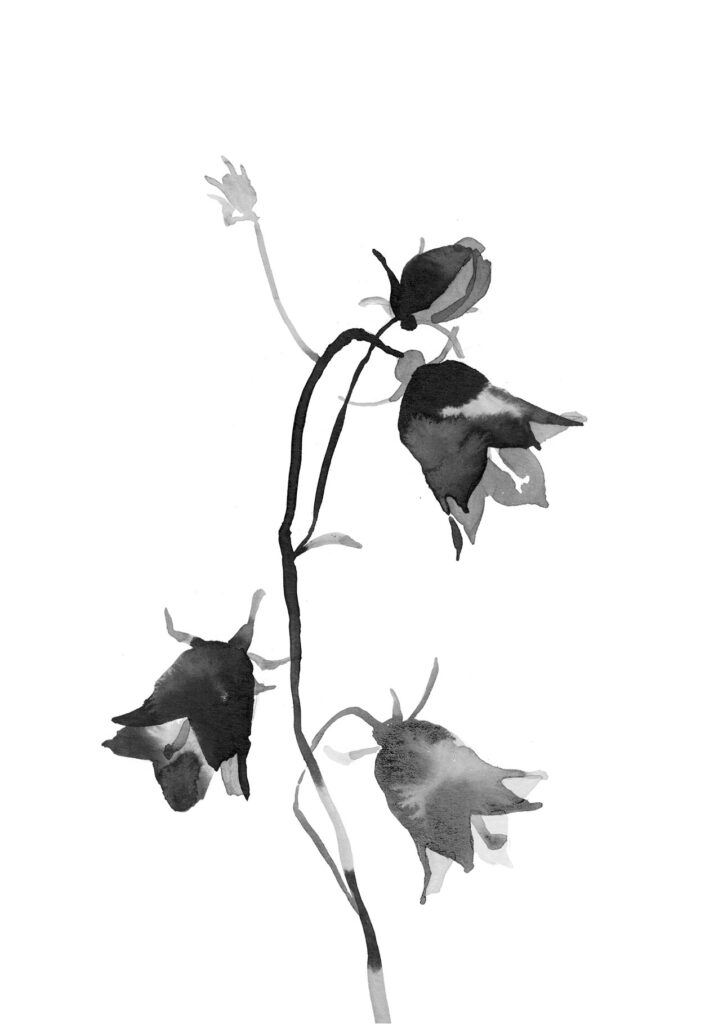 초롱꽃 그림