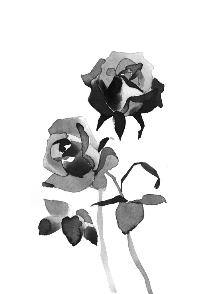 흰색장미 그림