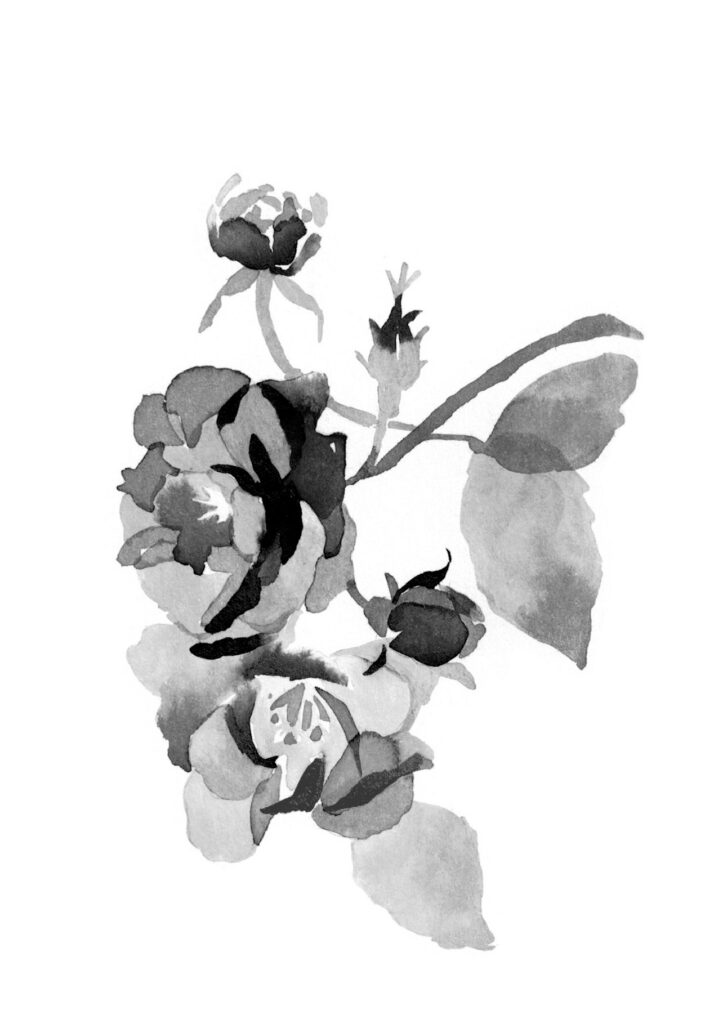 장미 그림