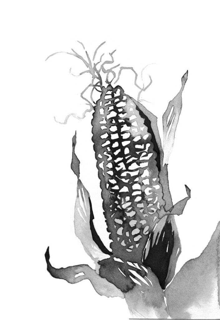 옥수수 그림
