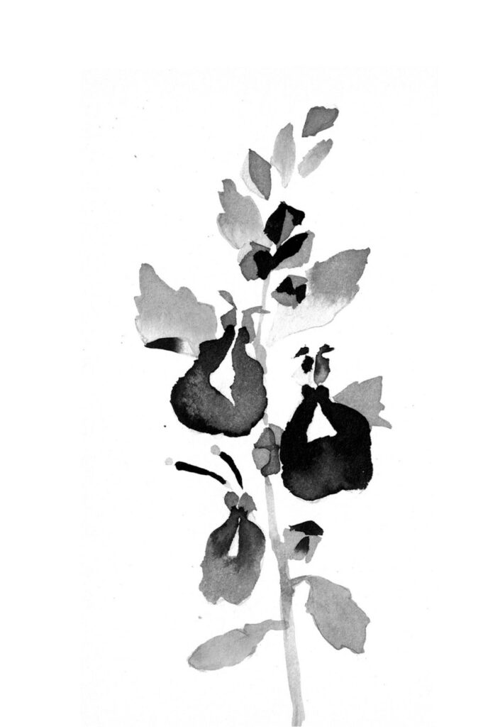 저먼더 그림