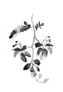타마린드