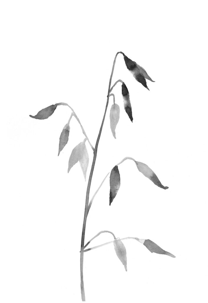 메귀리 그림