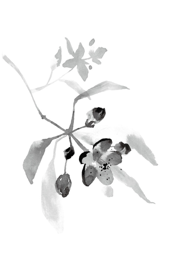 사과 그림