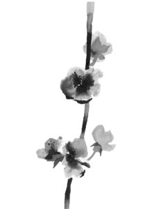 살구