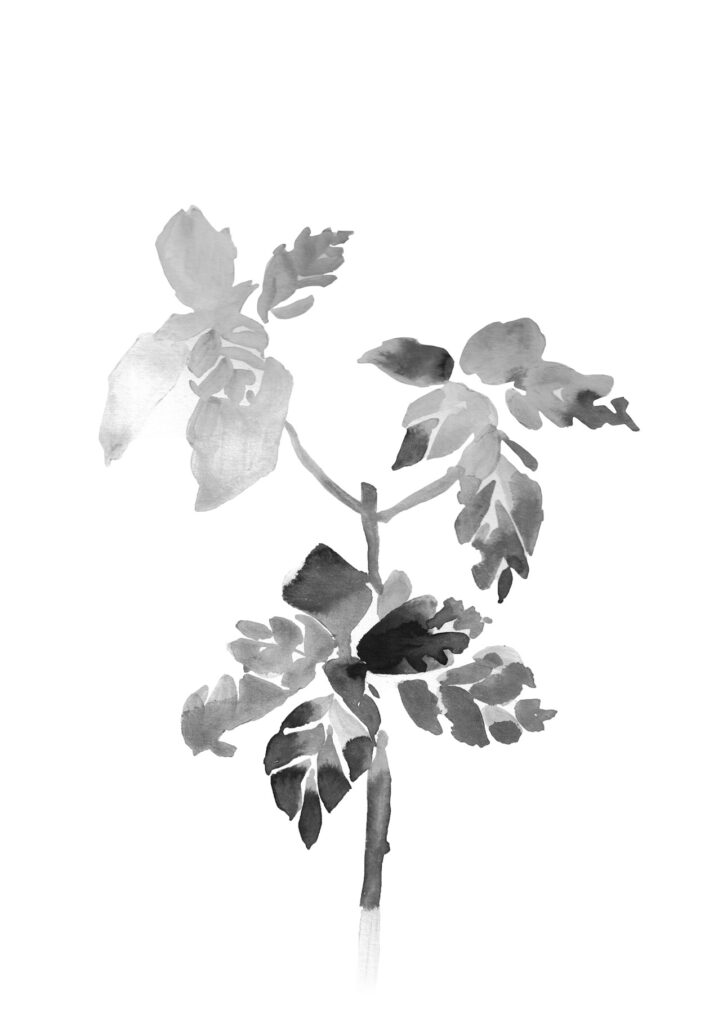 스위트바질 그림