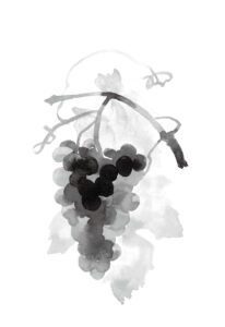 포도