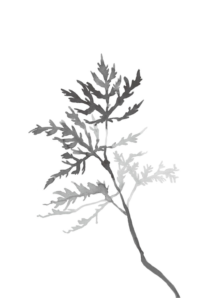 단풍나무 그림