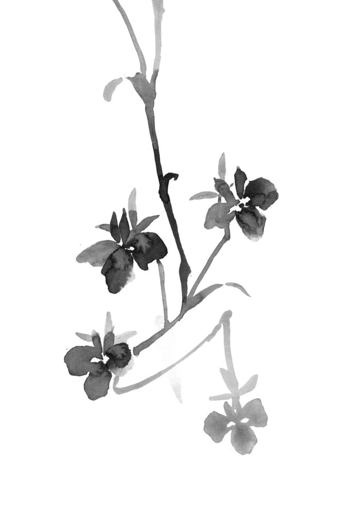 로벨리아 그림