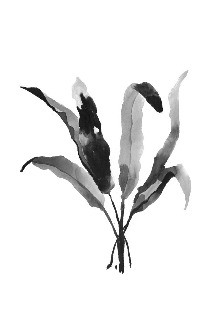 골고사리 그림