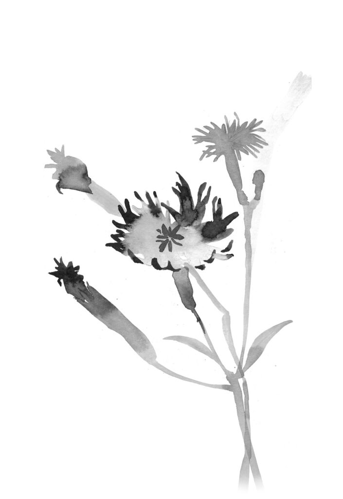 가는동자꽃 그림