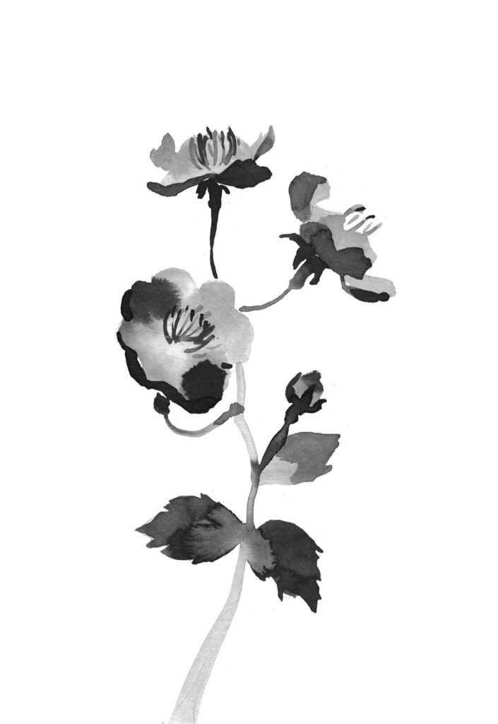 몰약의꽃 그림