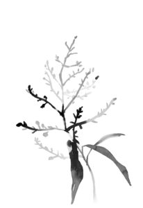 레몬버베나