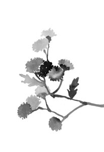 쑥국화