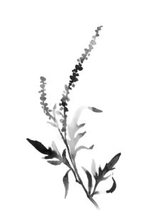앰브로시아