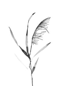 갈대