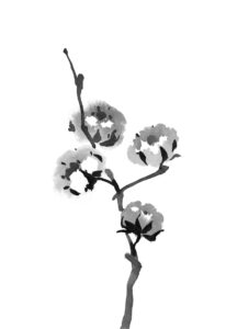 목화