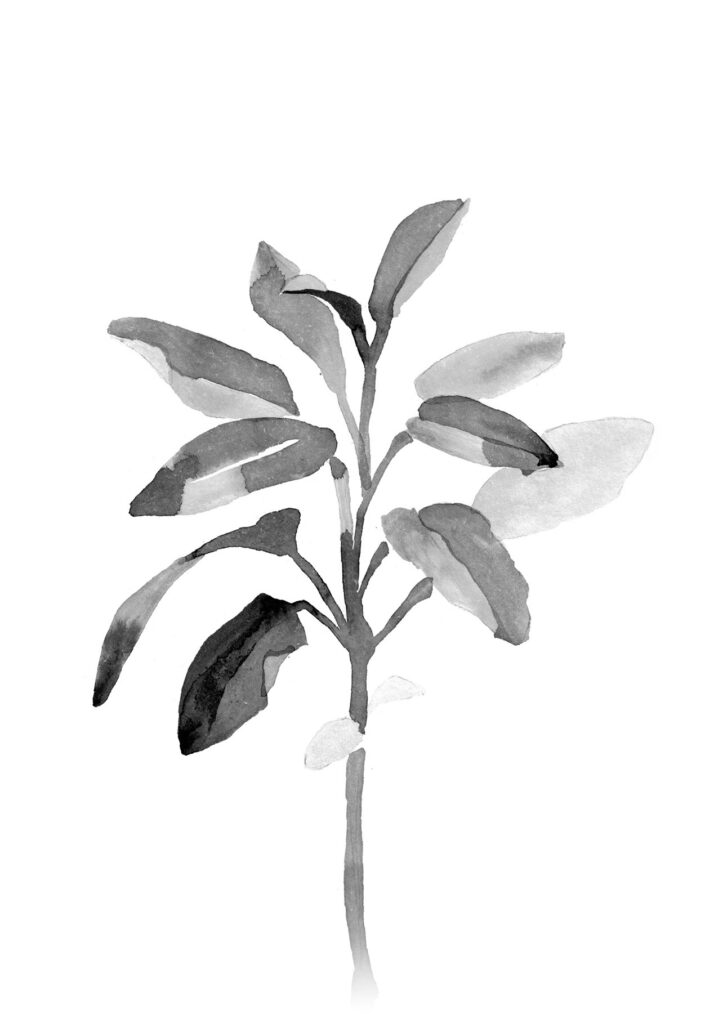 세이지 그림