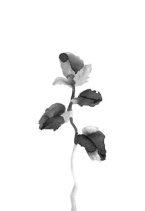 박하